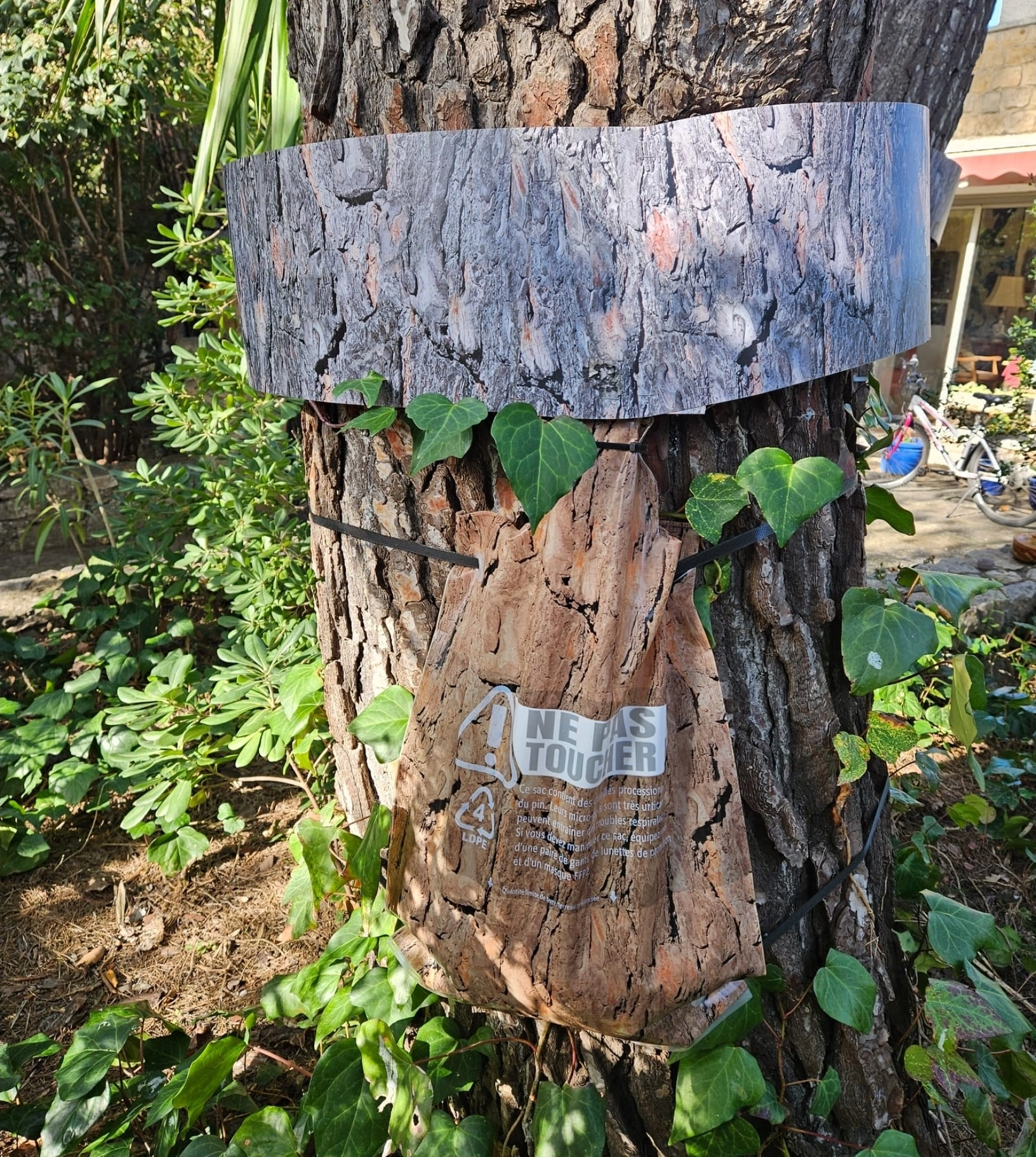 Éco pièges chenilles processionnaires du pin à Sanary-sur-Mer
