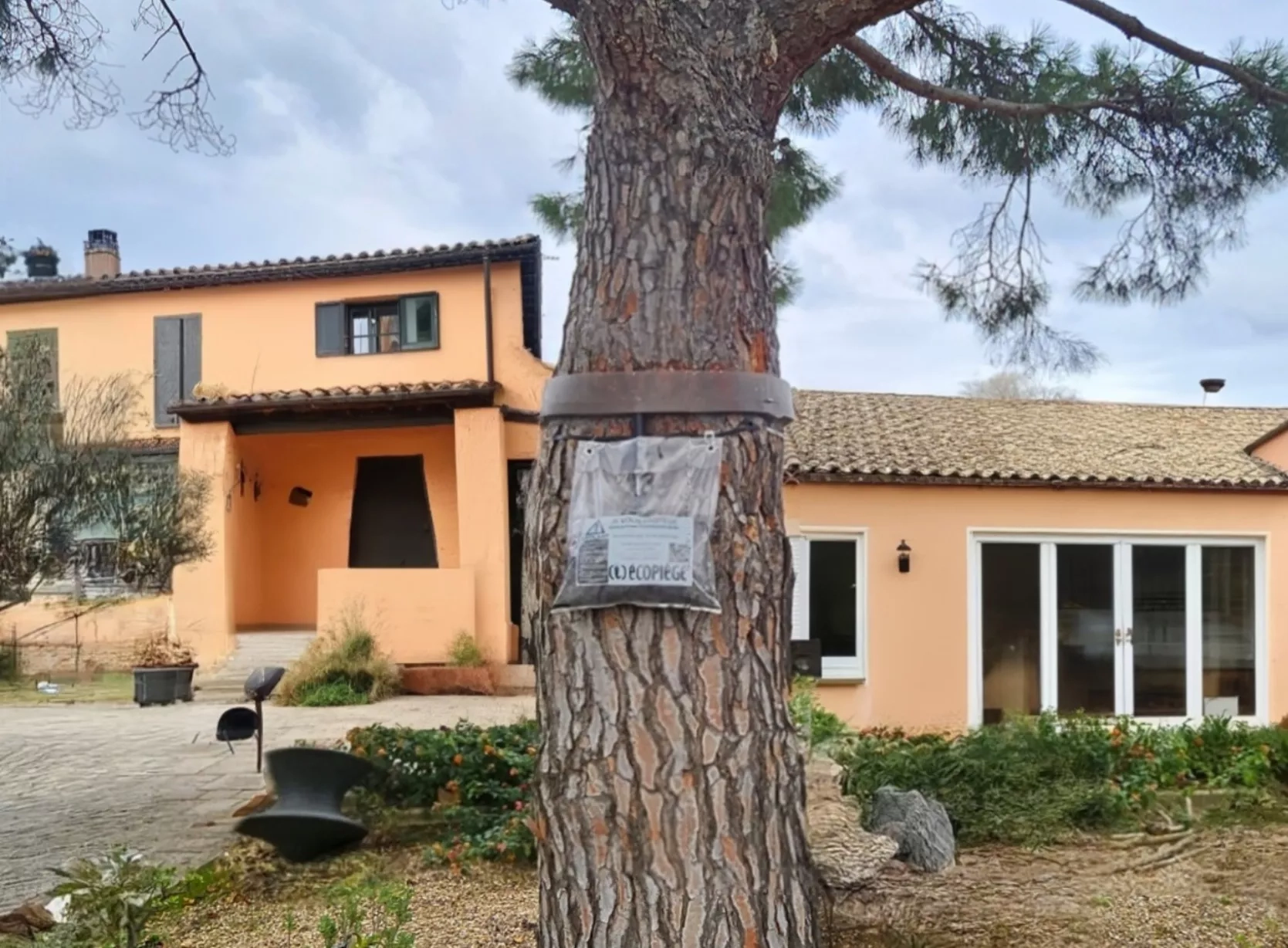 Désinsectisation de chenilles processionnaires à Toulon