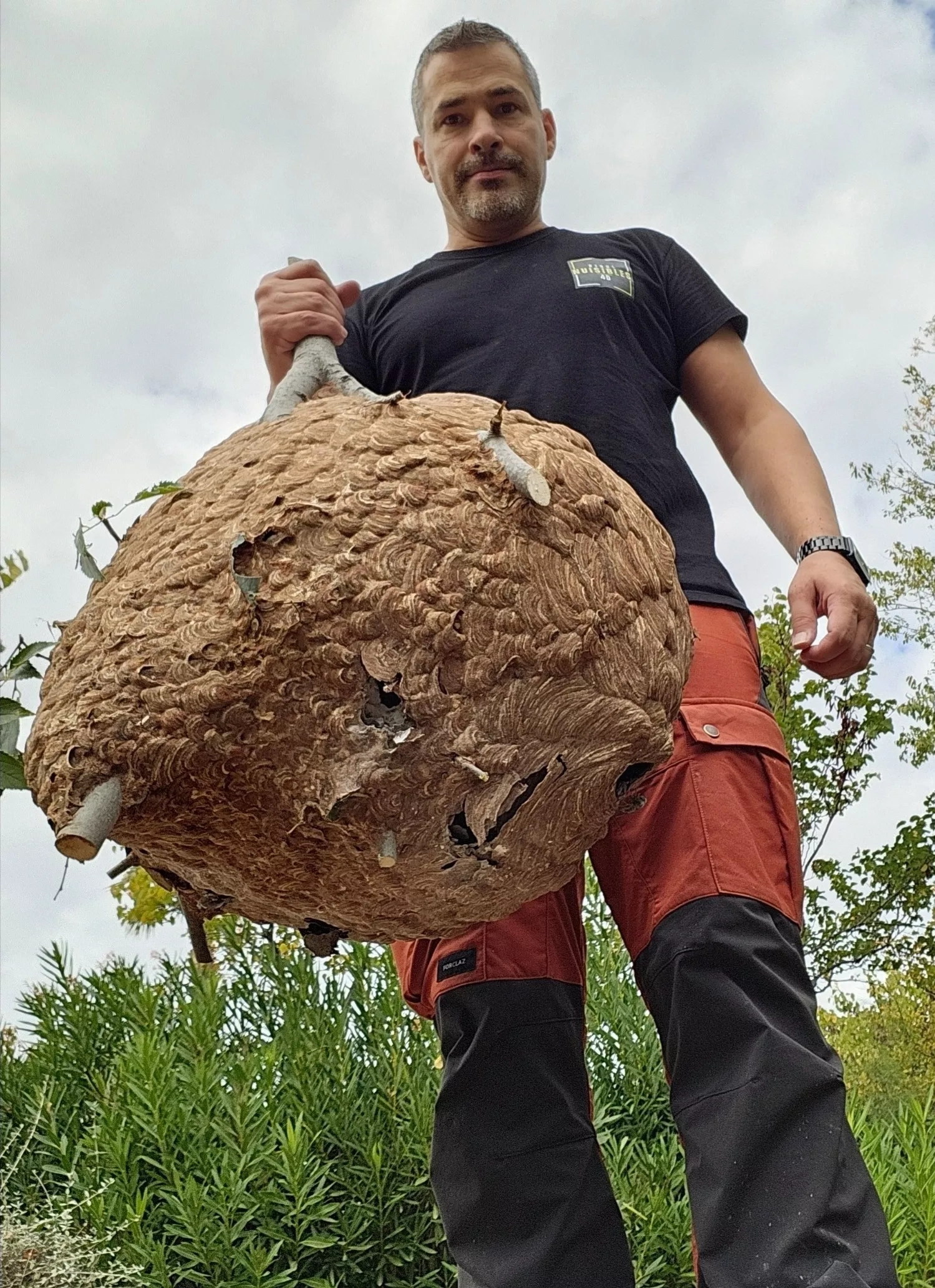 Gros nid de frelons asiatiques à Toulon 