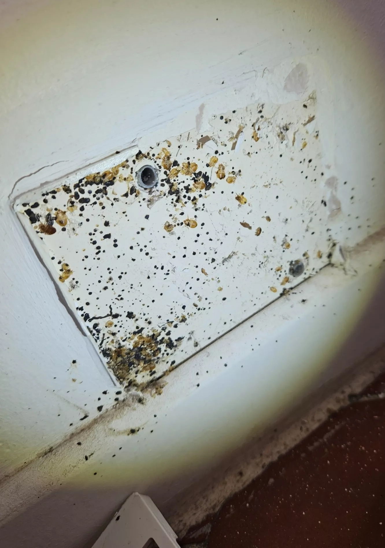 Prise infestée d'excréments de Punaises de lit à Toulon