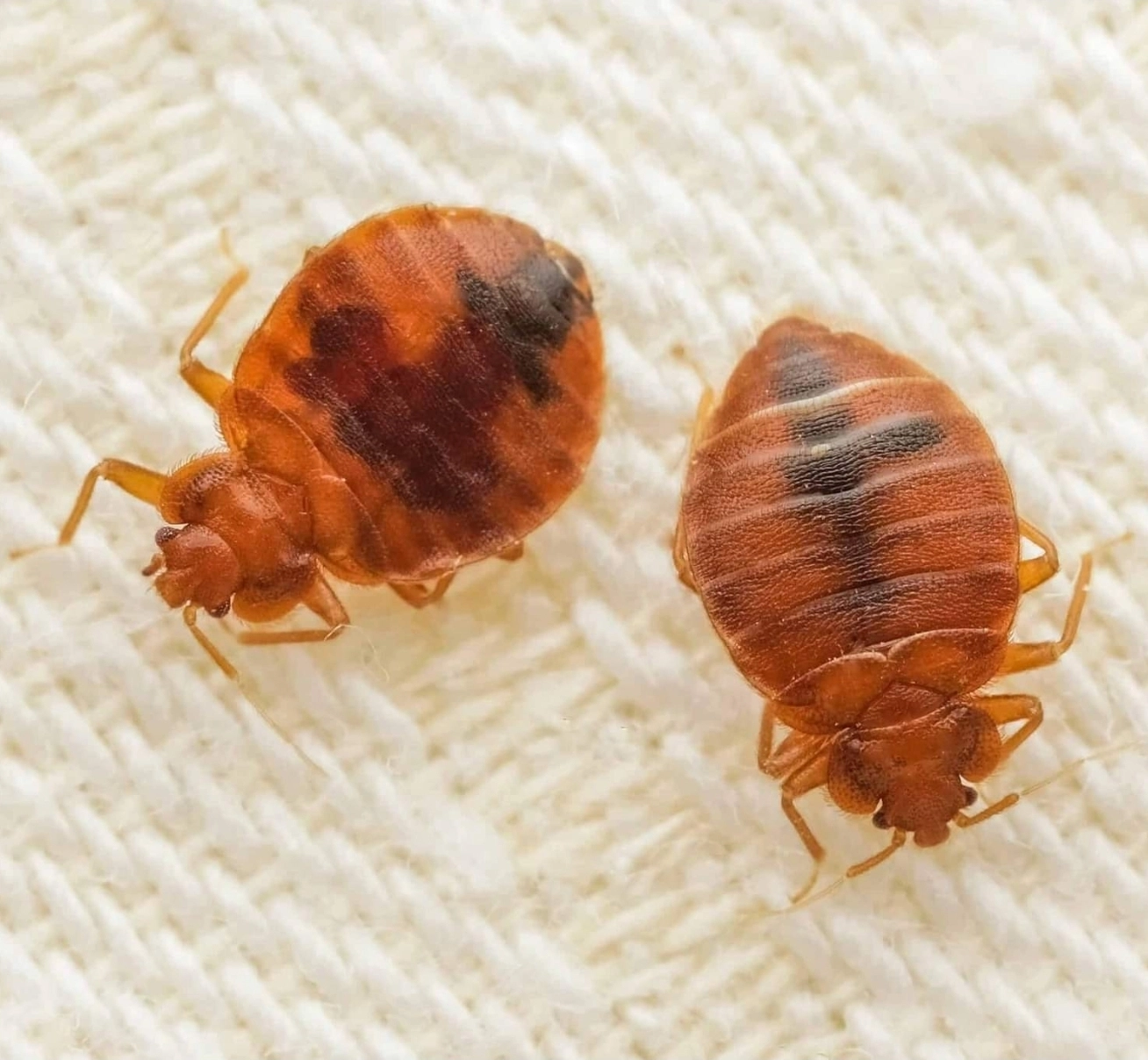 Punaises de lit à Toulon