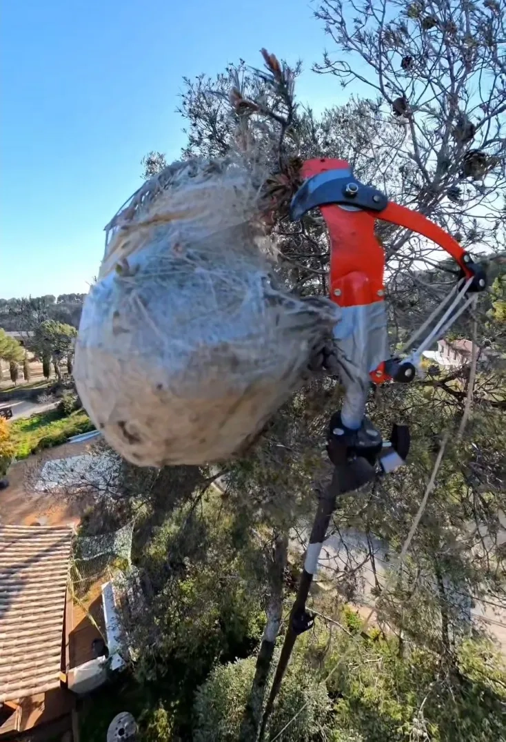 Coupe de cocon avec la perche télescopique par regul-nuisibles-4d à ollioules