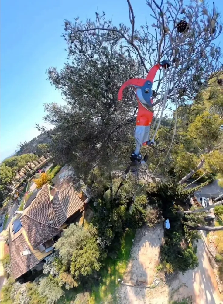 Traitement de chenilles processionnaires du pin à ollioules