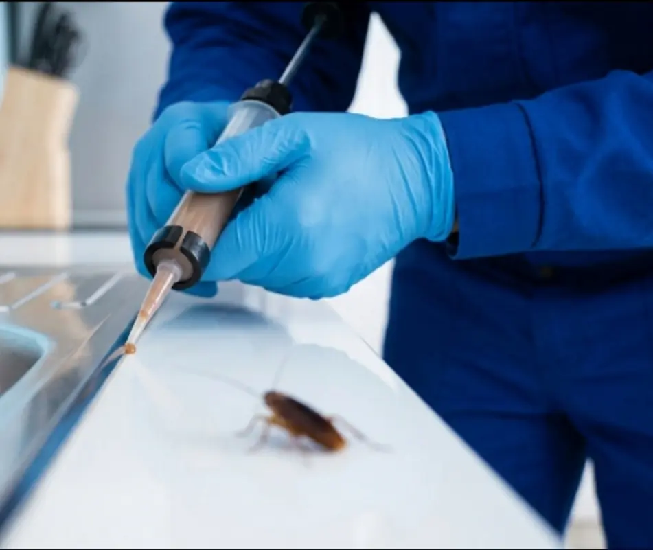 Traitement infestation rats dans le Var