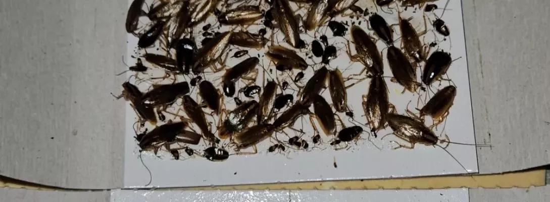 Intervention pour traitement d’une infestation de cafards à Toulon 83 dans le Var