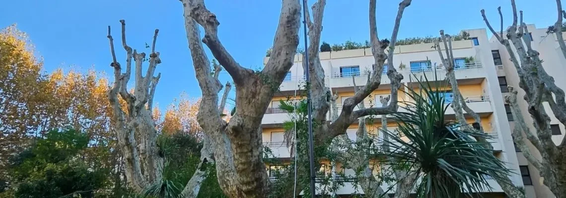 Intervention pour un nid de frelons à 20 mètres de haut dans un platane à Hyères 83