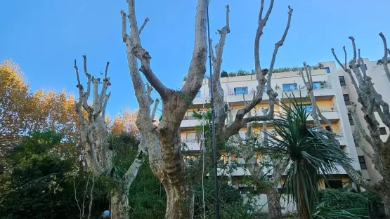 Intervention pour un nid de frelons à 20 mètres de haut dans un platane à Hyères 83