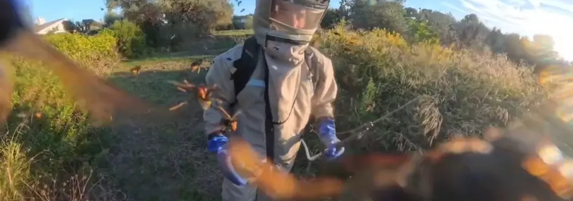 Très grosss attaques de frelons asiatiques à Sanary-sur-Mer Var 83