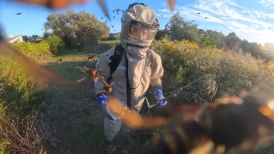 Très grosss  attaques de frelons asiatiques à Sanary-sur-Mer Var 83 