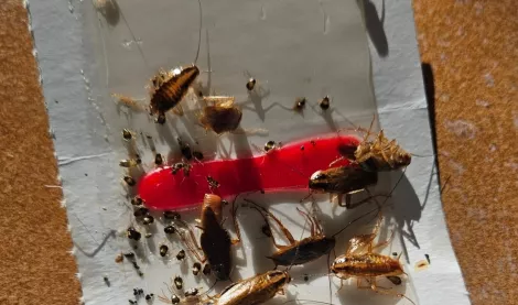 Eradication Urgente d’Infestation Massive de Cafards à Sanary-sur-Mer (Var 83)