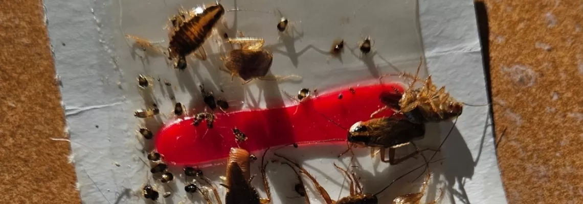 Eradication Urgente d’Infestation Massive de Cafards à Sanary-sur-Mer (Var 83)