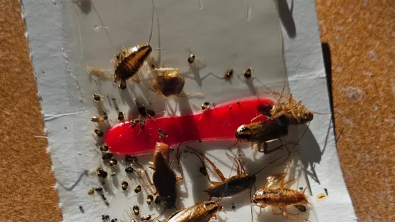 Eradication Urgente d’Infestation Massive de Cafards à Sanary-sur-Mer (Var 83)