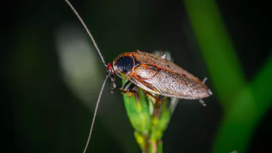 Intervention de cafards à Hyères par Régul-Nuisibles-4D