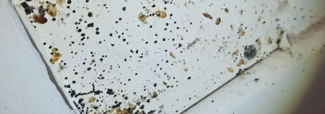 Éradication Majeure de Punaises de Lit à Toulon (Var 83) : Notre Protocole Complet d’Intervention