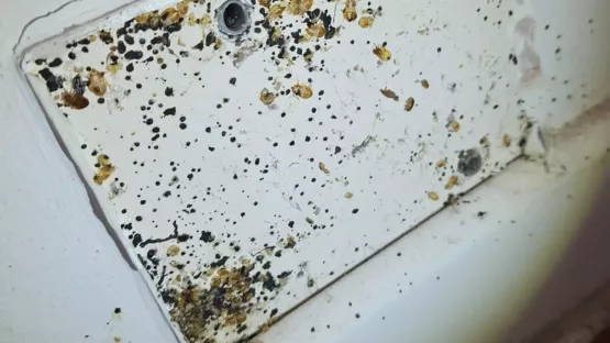 Éradication Majeure de Punaises de Lit à Toulon (Var 83) : Notre Protocole Complet d’Intervention