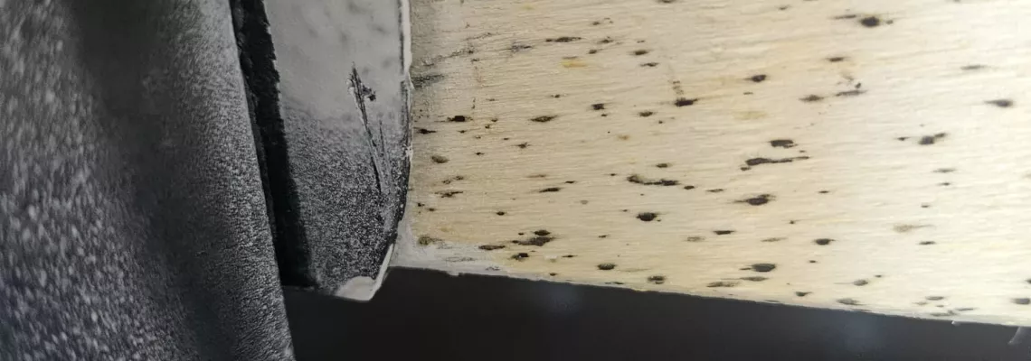 Toulon mobilisée contre les punaises de lit