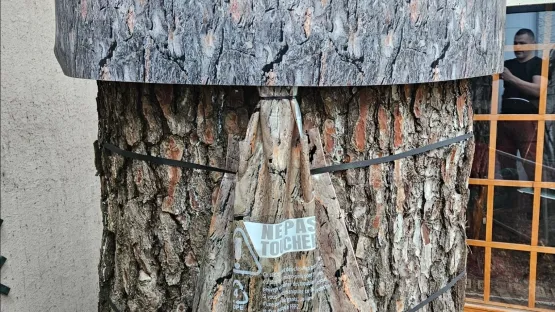 Traitement contre les chenilles processionnaires du pin à Sanary-sur-Mer par regul-nuisibles-4d 
