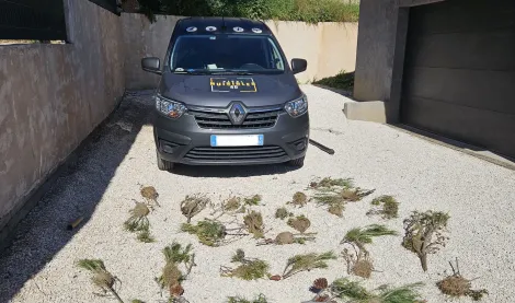 Chenilles processionnaires du pin à Toulon : Alerte et solutions en 2026