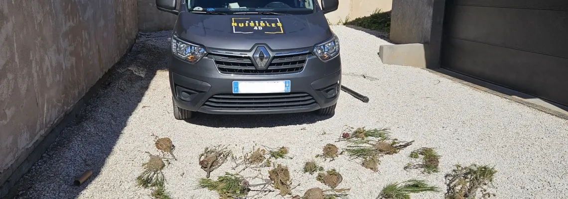 Chenilles processionnaires du pin à Toulon : Alerte et solutions en 2026