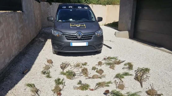 Chenilles processionnaires du pin à Toulon : Alerte et solutions en 2026