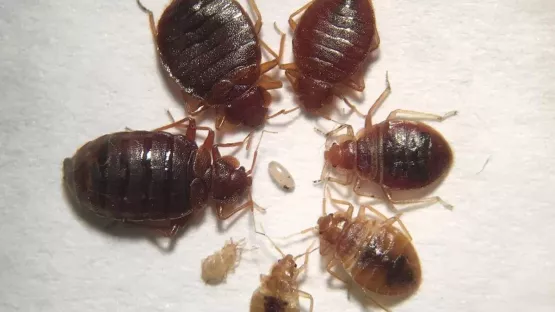 Famille de punaises de lit avec des œufs 