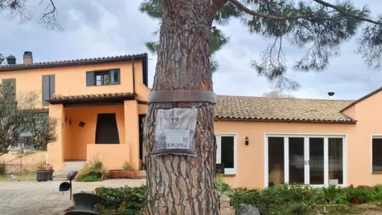 Les chenilles processionnaires du pin à Toulon : un fléau à prendre au sérieux 